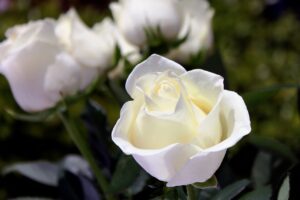 Professional Funeral Services in Perth: Honouring Your Loved One with Dignity